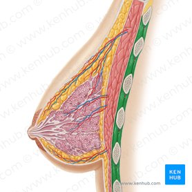 Intercostal muscles (Musculi intercostales); Image: Samantha Zimmerman