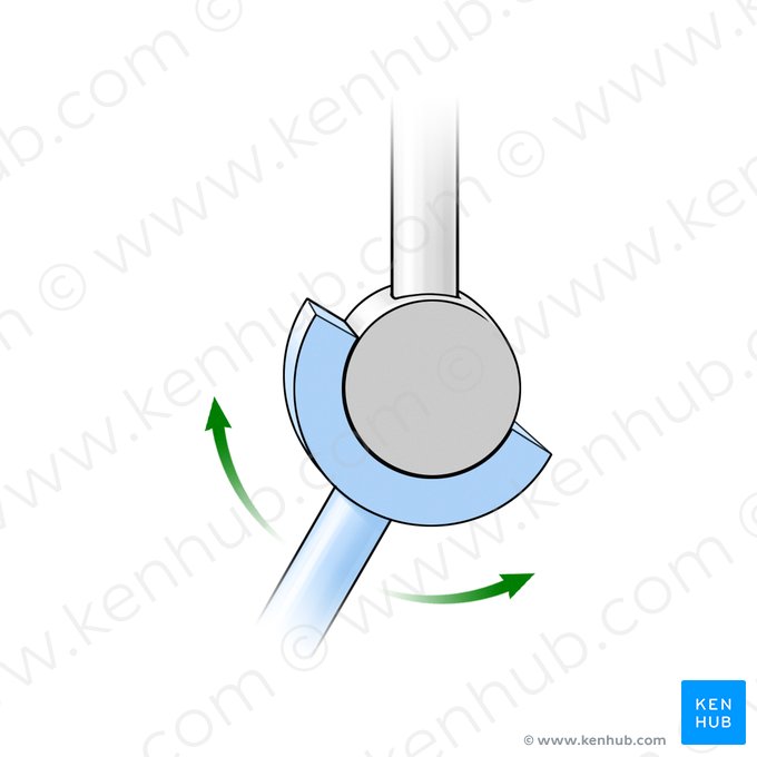 Articulação em dobradiça (Ginglymus); Imagem: Paul Kim