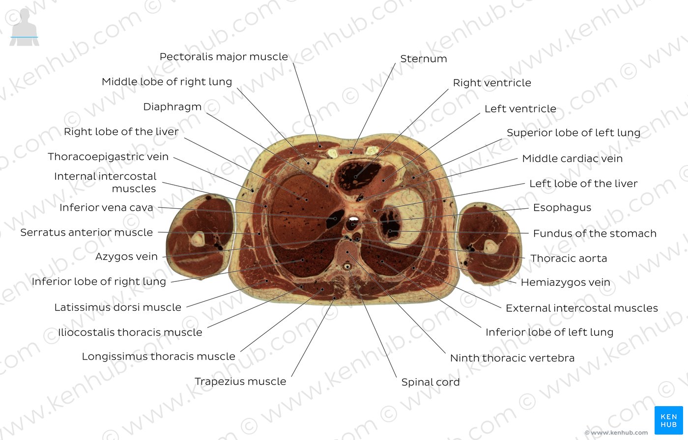 Ninth thoracic vertebra level: Overview