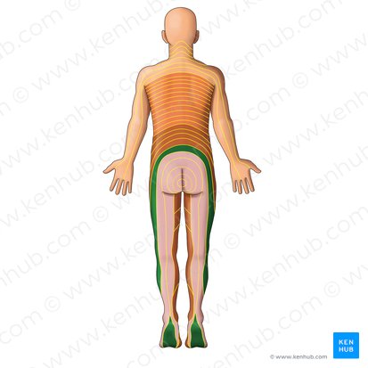 Dermátomo L5 (Dermatoma L5); Imagem: Irina Münstermann