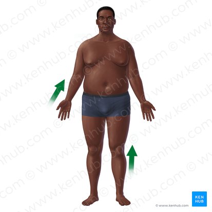 Proximal (Proximalis); Image: Paul Kim