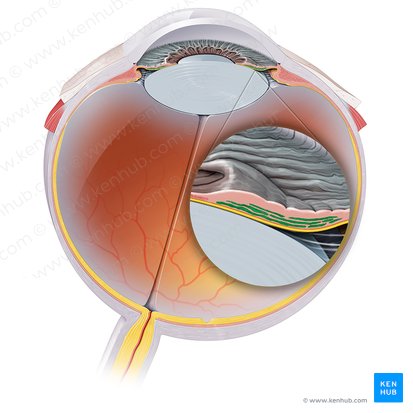Dilator pupillae muscle of iris (Musculus dilatator pupillae iridis); Image: Paul Kim