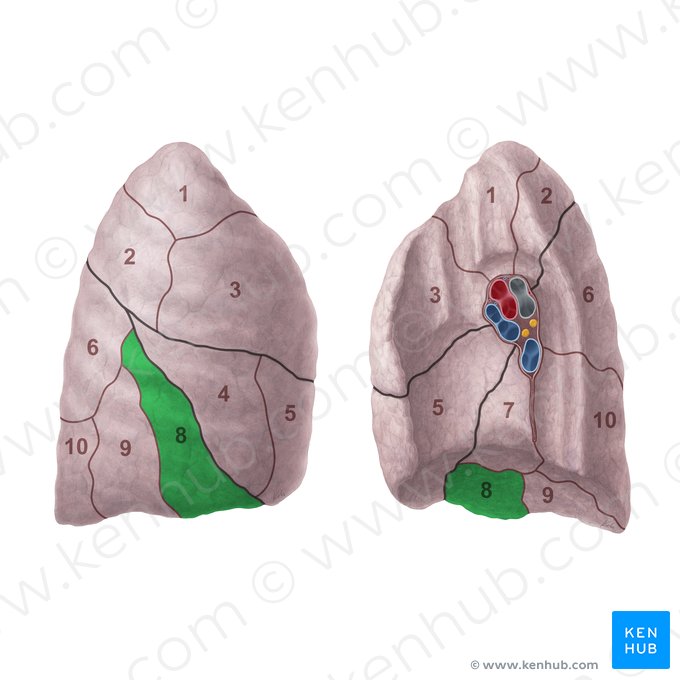 Segmento basal anterior del pulmón derecho (Segmentum basale anterius pulmonis dextri); Imagen: Paul Kim