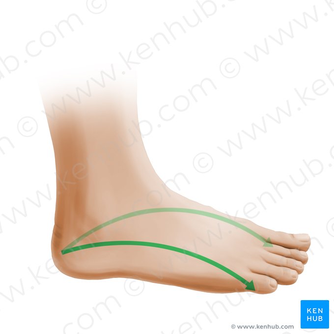 Arco longitudinal del pie (Arcus longitudinalis pedis); Imagen: Paul Kim