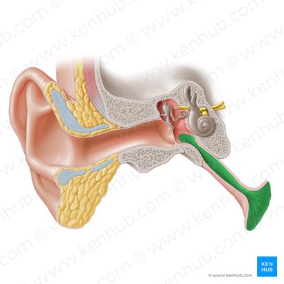 Mucosa of auditory tube (Mucosa tubae auditivae); Image: Paul Kim