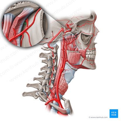 Maxillary artery: Branches and anatomy | Kenhub