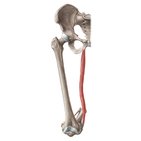 Musculus gracilis