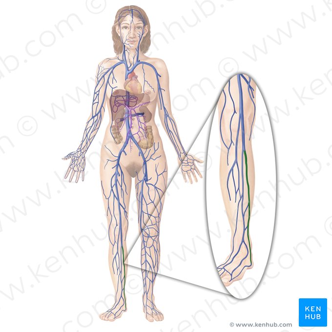 Vena tibialis posterior (Hintere Schienbeinvene); Bild: Begoña Rodriguez