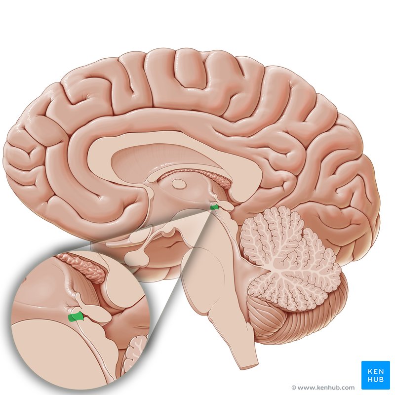 Subcommissural organ - sagittal view