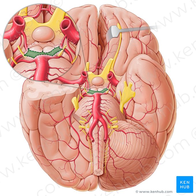 Cisterna interpeduncular (Cisterna interpeduncularis); Imagem: Paul Kim