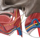 Vena retromandibularis