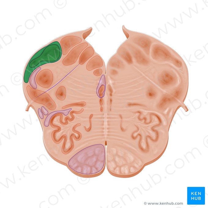 Pedúnculo cerebelar inferior (Pedunculus cerebellaris inferior); Imagem: Paul Kim