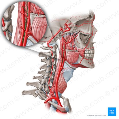 Ascending pharyngeal artery (Arteria pharyngea ascendens); Image: Paul Kim