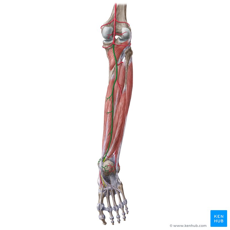 Posterior tibial artery (Arteria tibialis posterior)