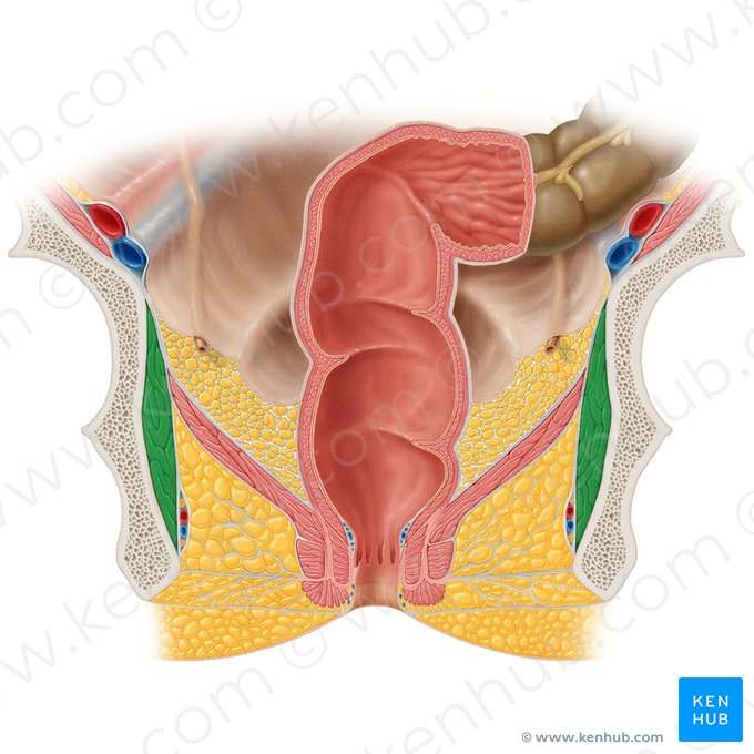 Músculo obturador interno (Musculus obturatorius internus); Imagem: Samantha Zimmerman