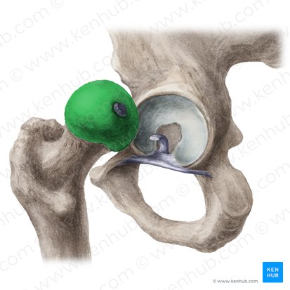 Head of femur (Caput ossis femoris); Image: Liene Znotina