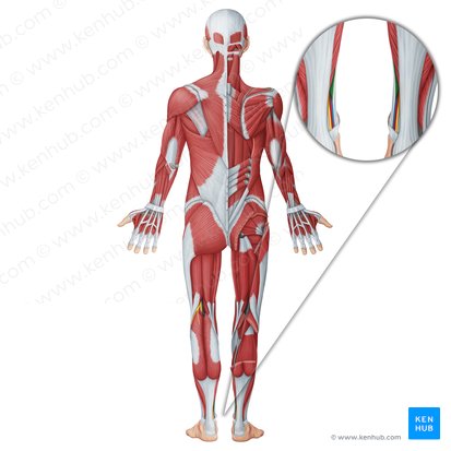 Flexor digitorum longus muscle (Musculus flexor digitorum longus); Image: Irina Münstermann