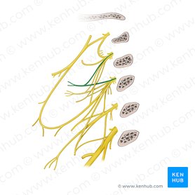 Great auricular nerve (Nervus auricularis magnus); Image: Begoña Rodriguez