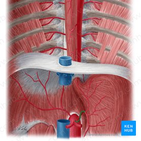 Arteria gastrica sinistra (Linke Magenarterie); Bild: Yousun Koh