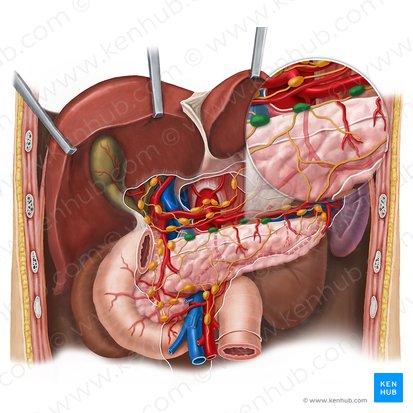 Linfonodos pancreáticos superiores (Nodi lymphoidei pancreatici superiores); Imagem: Esther Gollan