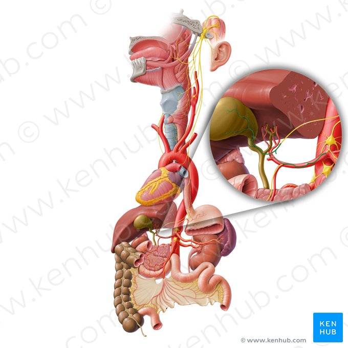 Plexo hepático (Plexus hepaticus); Imagem: Paul Kim