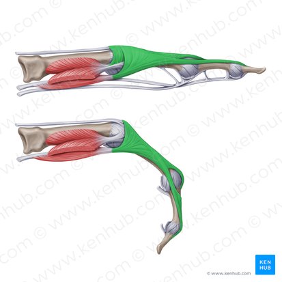 Expansión extensora de los dedos de la mano (Aponeurosis extensoria manus); Imagen: Paul Kim