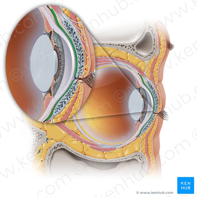 Conjuntiva palpebral (Tunica conjunctiva palpebrarum); Imagem: Paul Kim