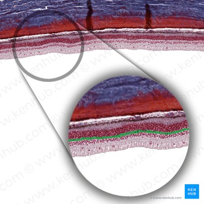 Capa plexiforme externa (Stratum plexiforme externum); Imagen: 