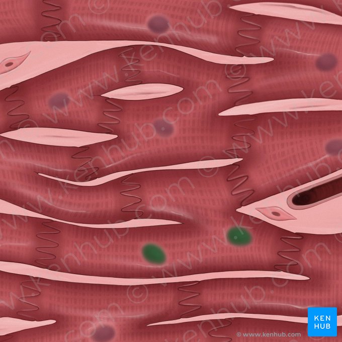 Cardiac muscle cell nuclei (Nuclei cardiomyocytorum); Image: Tal Bavli Ziv