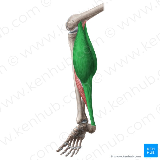 Músculo gastrocnêmio (Musculus gastrocnemius); Imagem: Liene Znotina