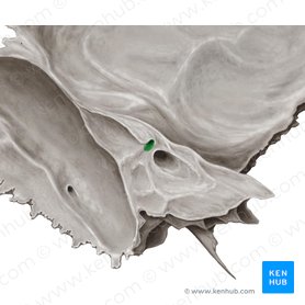 Subarcuate fossa of temporal bone (Fossa subarcuata ossis temporalis); Image: Samantha Zimmerman