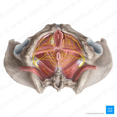 Nervio dorsal del clítoris (Nervus dorsalis clitoridis); Imagen: Rebecca Betts