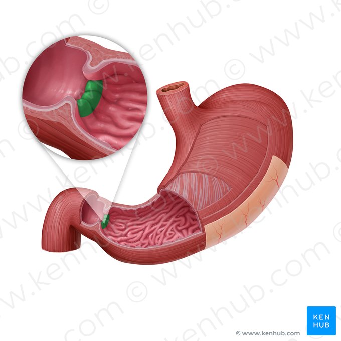 Pyloric orifice (Ostium pyloricum); Image: Paul Kim