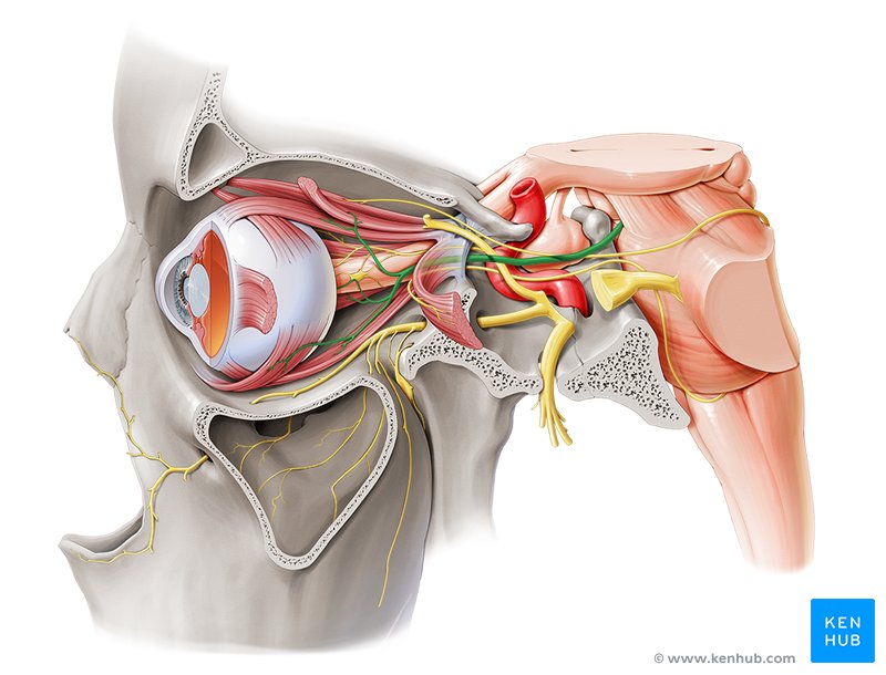 Oculomotor nerve - lateral-left view