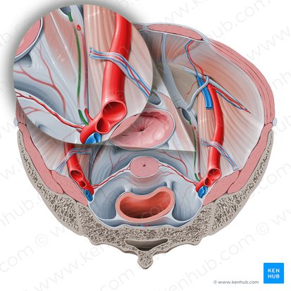 Arteria obturatriz (Arteria obturatoria); Imagen: Paul Kim