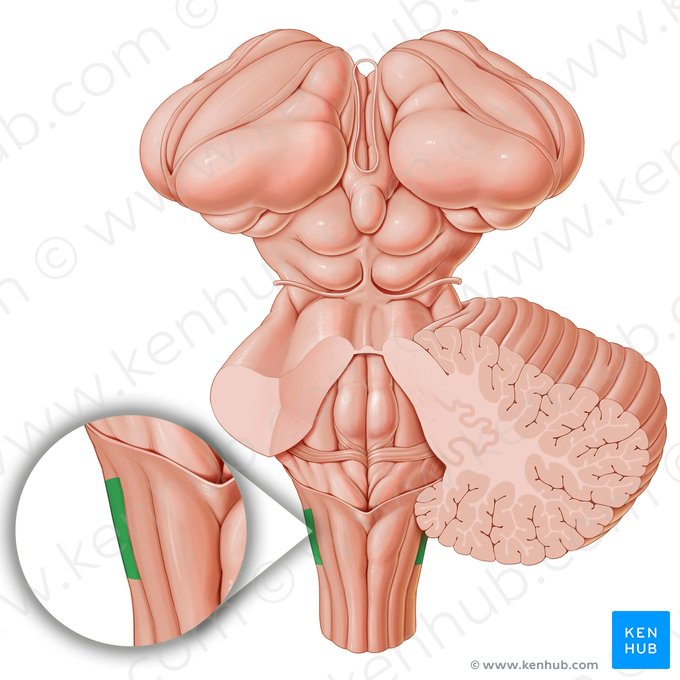 Trigeminal tubercle (Tuberculum trigeminale); Image: Paul Kim