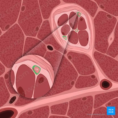Myelin sheath (Stratum myelini); Image: Tal Bavli Ziv