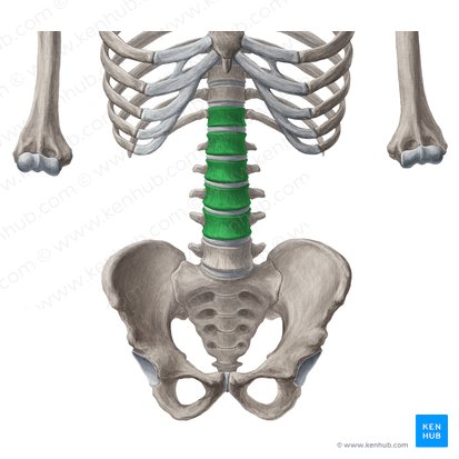 Bodies of vertebrae T12-L4 (Corpora vertebrarum T12-L4); Image: Yousun Koh