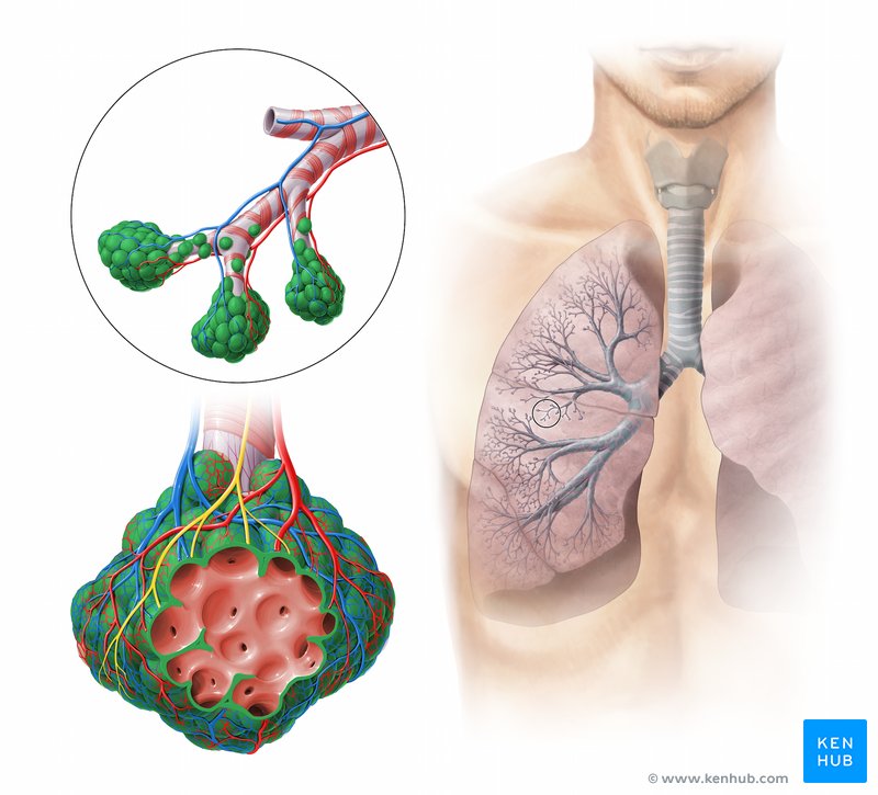 Alveolus - anterior view