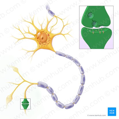 Synapse (Synapsis); Image : Paul Kim