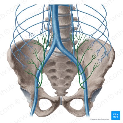 Vena epigastrica inferior (Untere Bauchdeckenvene); Bild: Yousun Koh