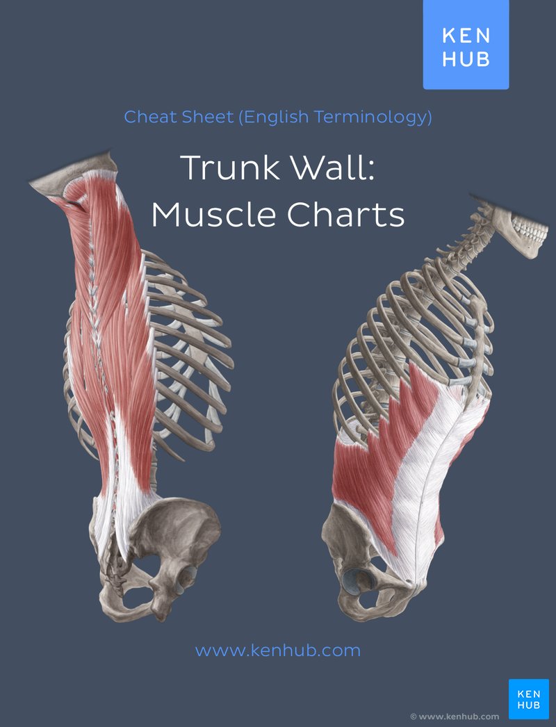 Trunk wall: Muscle Charts