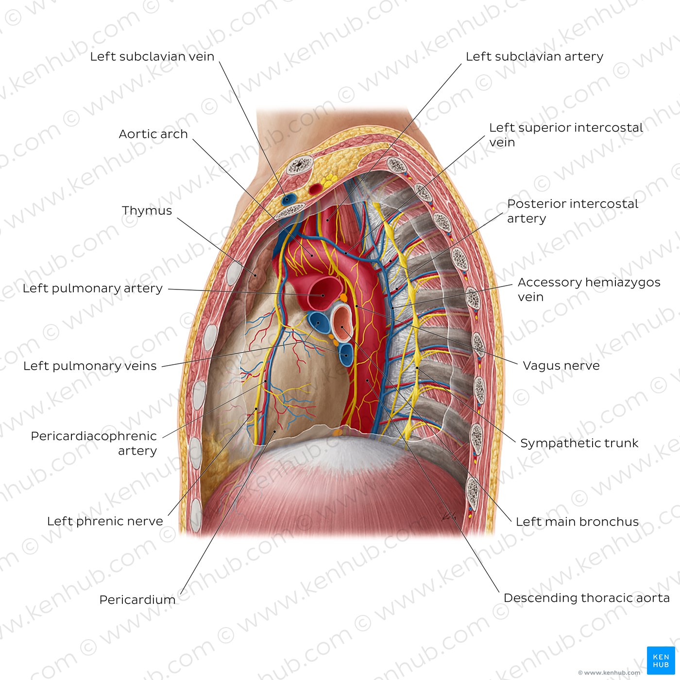 Contents of the mediastinum: Left lateral view