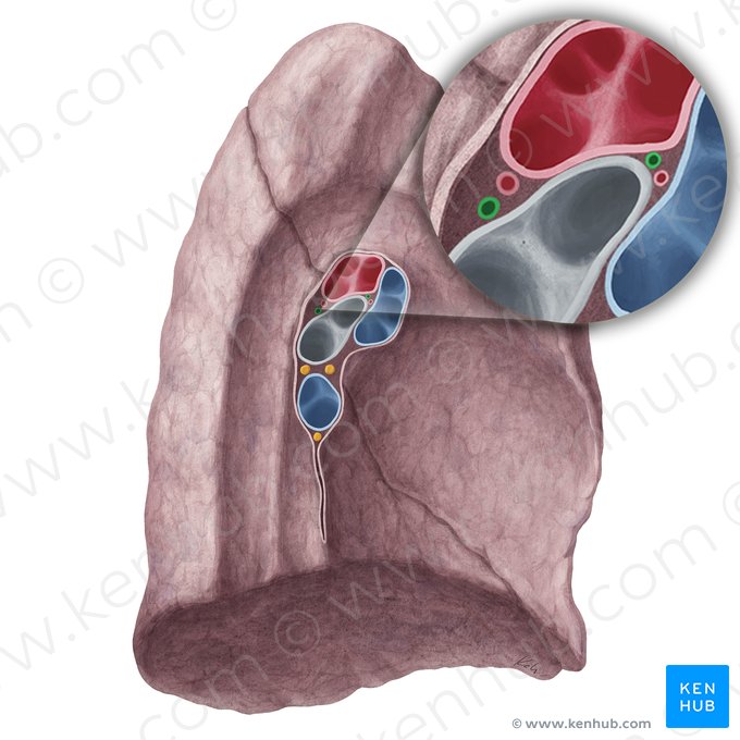 Veias brônquicas do pulmão esquerdo (Venae bronchiales pulmonis sinistri); Imagem: Yousun Koh