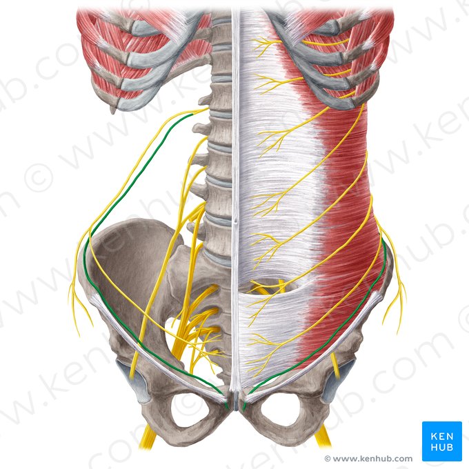 Ilioinguinal nerve (Nervus ilioinguinalis); Image: Yousun Koh