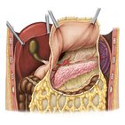 Bursa omentalis