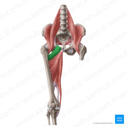 Músculo pectíneo (Musculus pectineus); Imagem: Liene Znotina