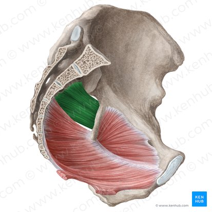 Músculo piriforme (Musculus piriformis); Imagem: Liene Znotina