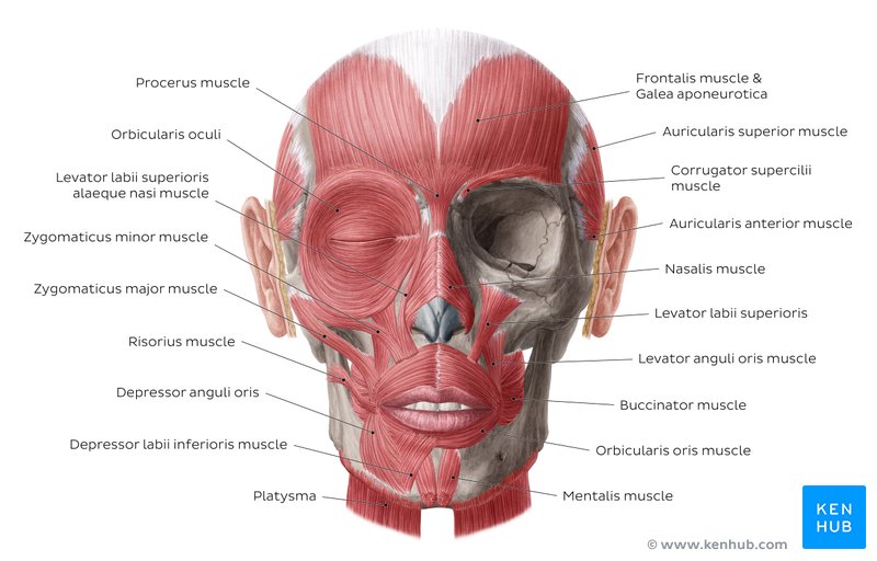 Learn the facial muscles with quizzes & labeled diagrams | Kenhub