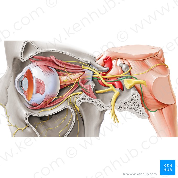 Abducens nerve (Nervus abducens); Image: Paul Kim